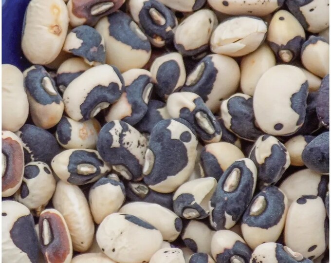 Phenomenal Cowpea (Southern Pea) Seed