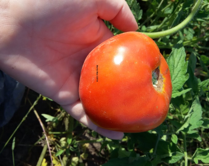 Beliy Naliv Tomato Seeds -- Organically Grown, non-GMO, Heirloom, Made in Wisconsin - USA
