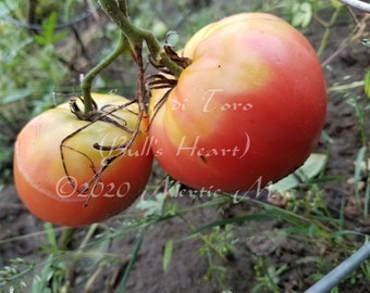 Cuore di Toro (Bull's Heart) Tomato Seeds -- Organically Grown, non-GMO, Heirloom, Made in Wisconsin - USA