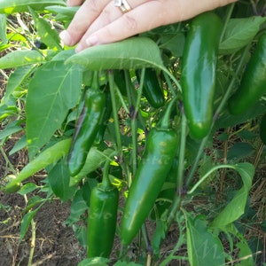 Sólo el Calor Jalapeno Hot Pepper Seed