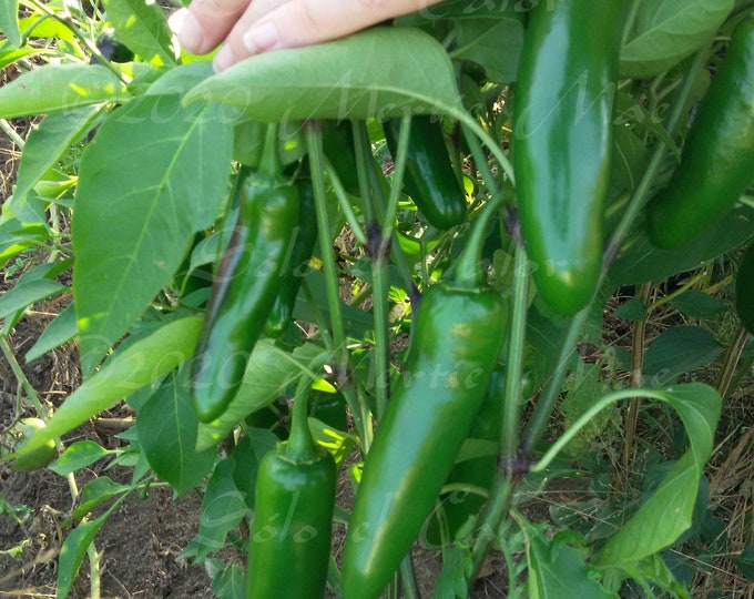 Sólo el Calor Jalapeno Hot Pepper Seed