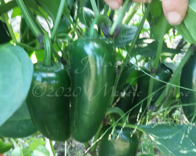 Jalastono Hot Pepper Seed