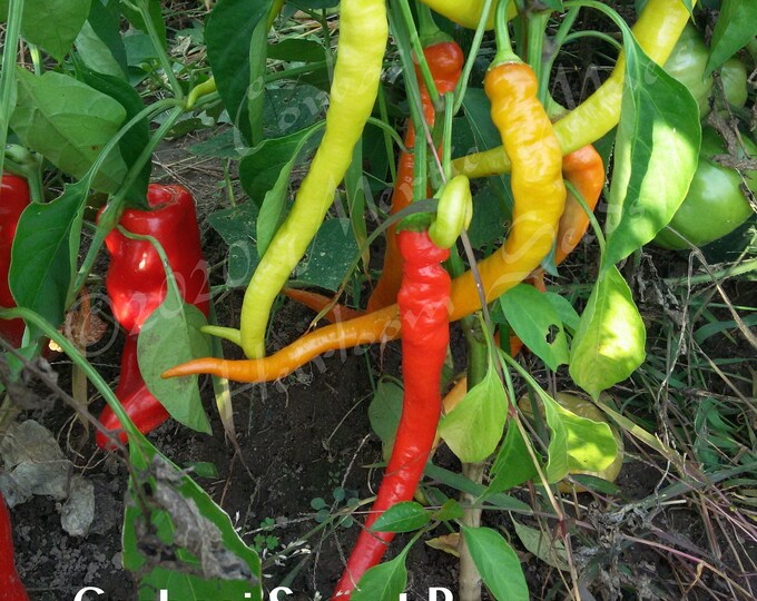Corbaci Sweet Pepper Seed | Various Packet Sizes | Capsicum annuum | Organic, Non-GMO, Grown in the USA