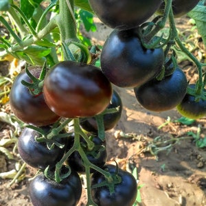 Cascade Village Blue Tomato Seed