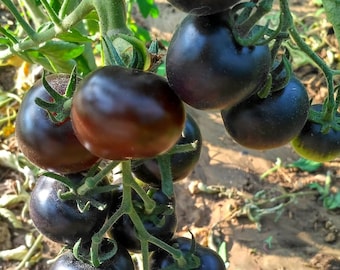 Cascade Village Blue Tomato Seed