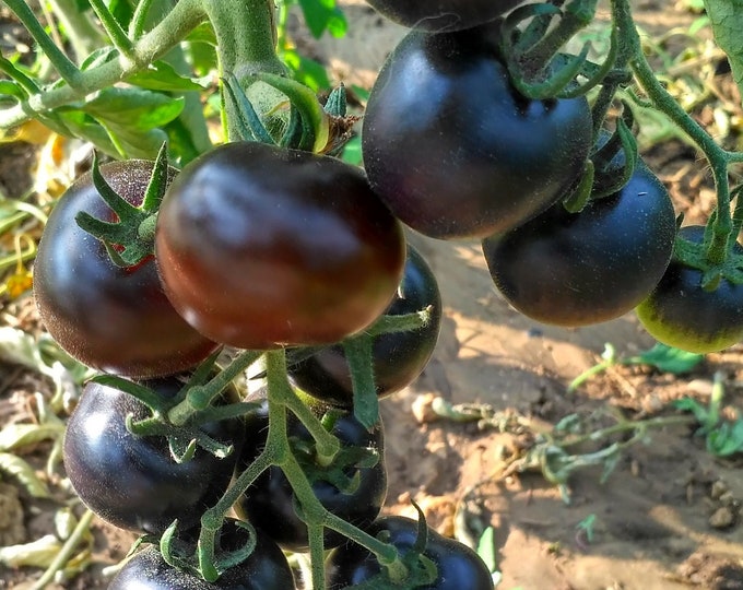 Cascade Village Blue Tomato Seed