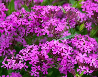 None So Pretty Silene Seeds