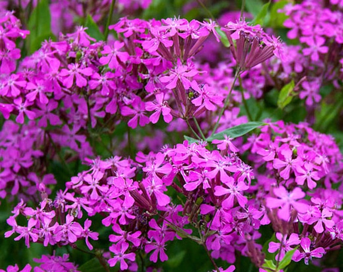None So Pretty Silene Seeds