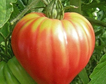 Giant Oxheart Tomato Seed