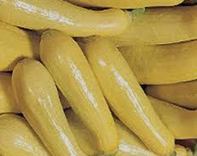 Early Prolific Straightneck Summer Squash Seed