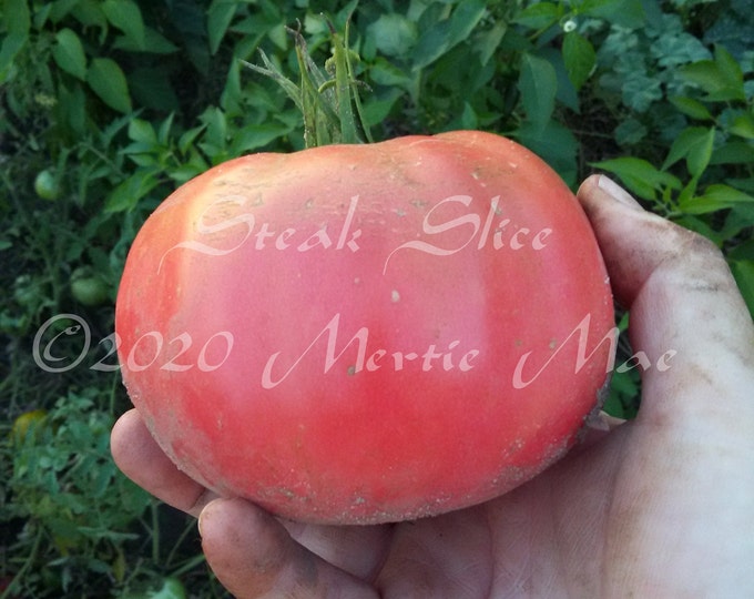Steak Slice Tomato Seeds -- Organically Grown, non-GMO, Heirloom, Made in Wisconsin - USA