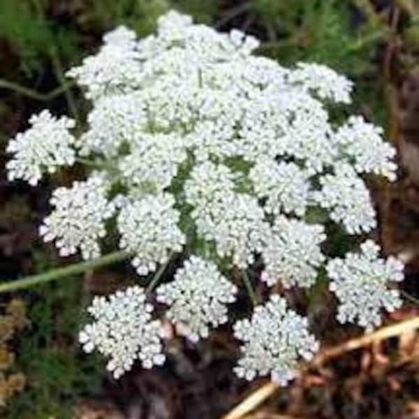 Bishop's Flower (Ammi majorus) AKA False Queen Anne's Lace, Flower Seeds -- Organically Grown, non-GMO, Heirloom, Made in Wisconsin - USA