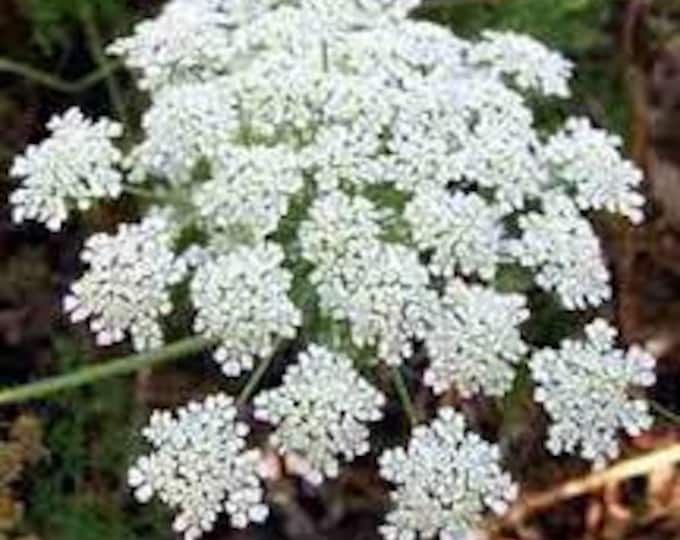 Bishop's Flower (Ammi majorus) AKA False Queen Anne's Lace, Flower Seeds -- Organically Grown, non-GMO, Heirloom, Made in Wisconsin - USA
