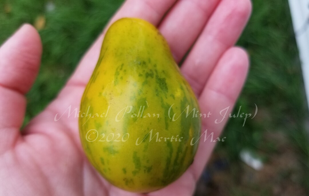 Michael Pollan mint Julep Tomato Seeds Organically Grown, Nongmo