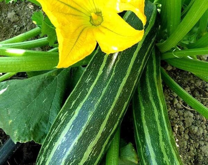 Cocozelle Zucchini Seed