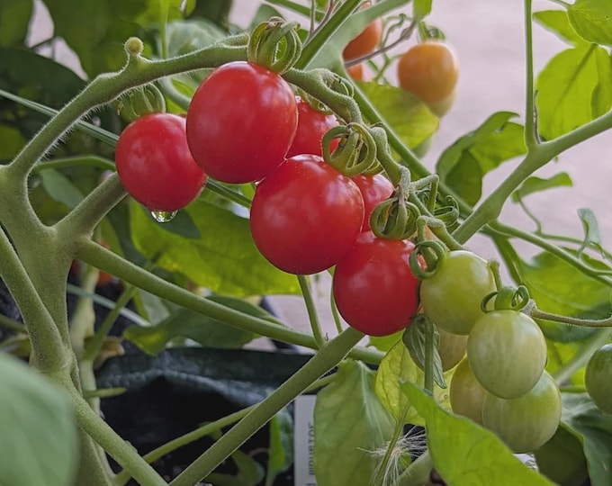 Small Red Cherry Tomato Seeds -- Organically Grown, non-GMO, Heirloom, Made in Wisconsin - USA