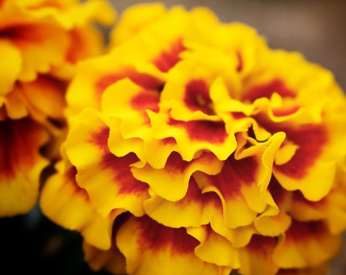 Flamenco Marigold Seeds -- Organically Grown, non-GMO, Heirloom, Made in Wisconsin - USA