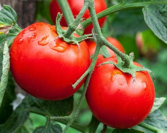 Rutgers Select Tomato Seed