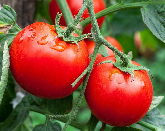Rutgers Select Tomato Seed
