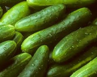 Ashley Slicing Cucumber Seeds -- Organically Grown, non-GMO, Heirloom, Made in Wisconsin - USA