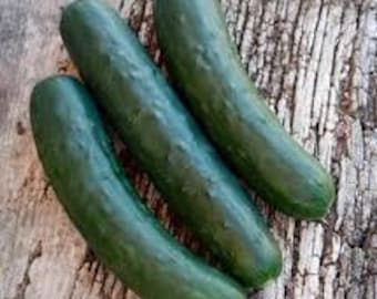 Spacemaster 80 Cucumber Seeds