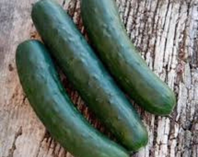 Spacemaster 80 Cucumber Seeds