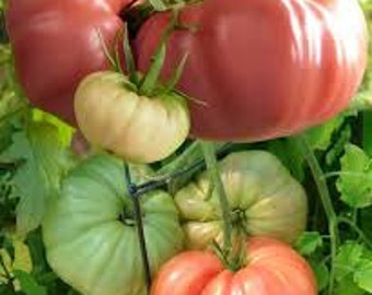 Giant Pink Belgium Tomato Seeds -- Organically Grown, non-GMO, Heirloom, Made in Wisconsin - USA