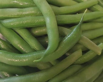 Blue Lake Bush #274 Bean Seed