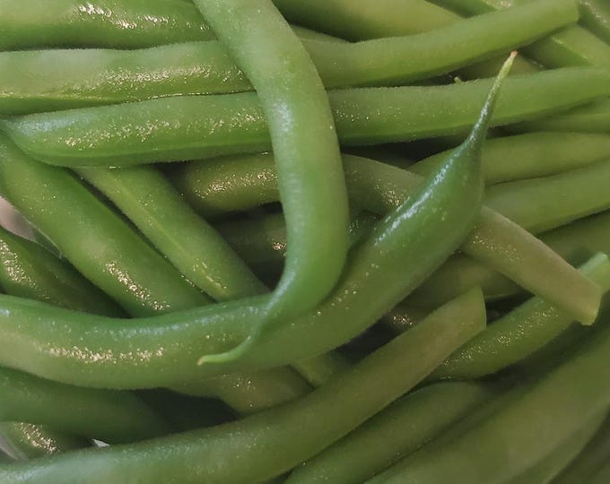 Blue Lake Bush #274 Bean Seed