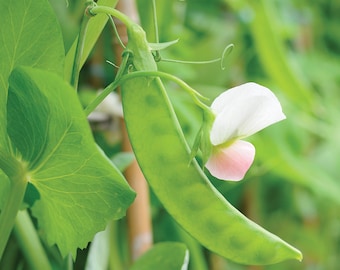 Dwarf Gray Sugar Pod Snow Pea Seed