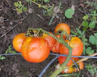 Sub-Arctic Plenty Tomato Seeds -- Organically Grown, non-GMO, Heirloom, Made in Wisconsin - USA