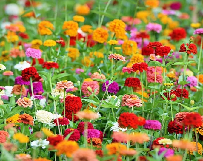 California Giants Blend Zinnia Seeds