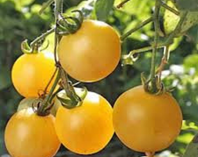 Little Sun Tomato Seeds -- Organically Grown, non-GMO, Heirloom, Made in Wisconsin - USA
