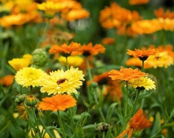 Pacific Beauty Blend Calendula Seeds