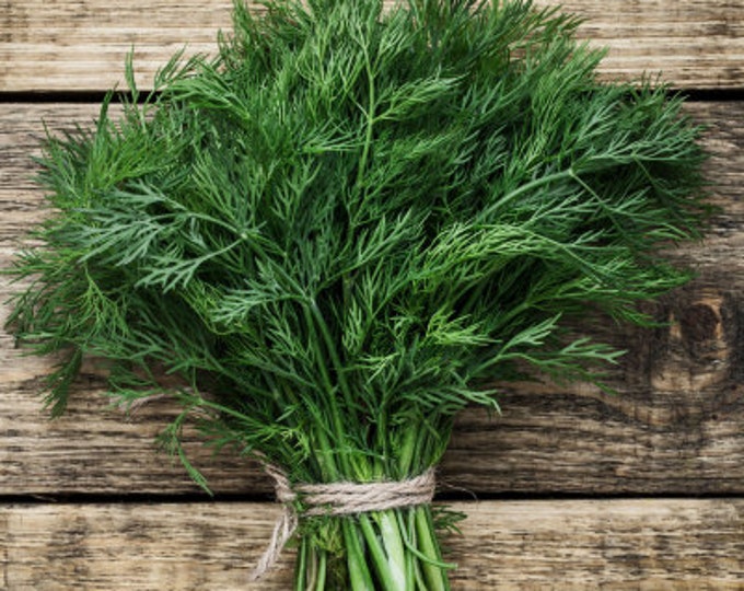 Bouquet Dill Seeds -- Organically Grown, non-GMO, Heirloom, Made in Wisconsin - USA