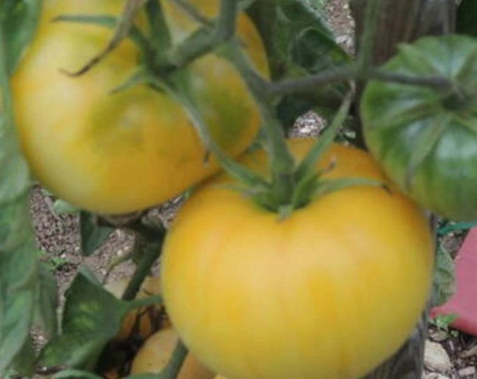 Abe's Gold Tomato Seed -- Organically Grown, non-GMO, Heirloom, Made in Wisconsin - USA