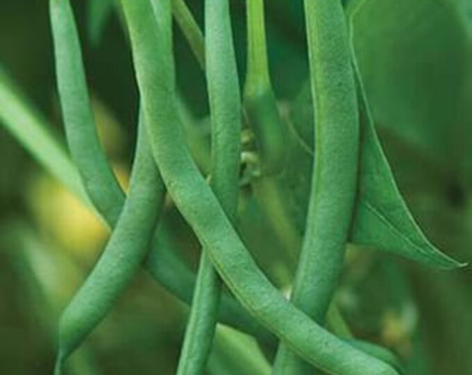Blue Lake Bush #274 Bean Seed