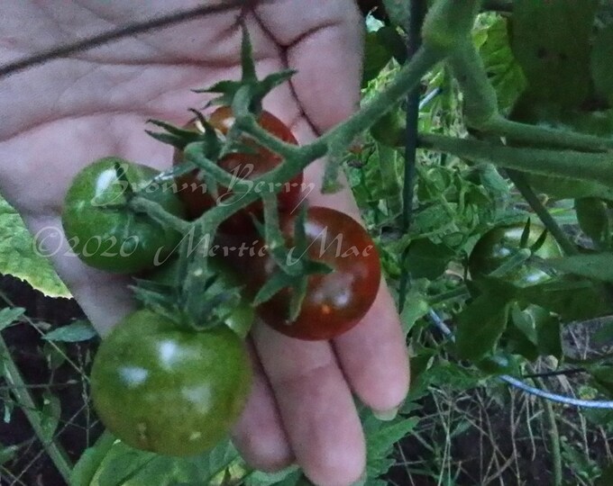 Brown Berry Cherry Tomato Seed -- Organically Grown, non-GMO, Heirloom, Made in Wisconsin - USA