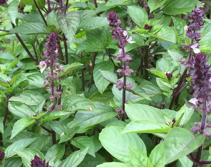 US Grown Cinnamon Basil Seed -- Organically Grown, non-GMO, Heirloom, Made in Wisconsin - USA