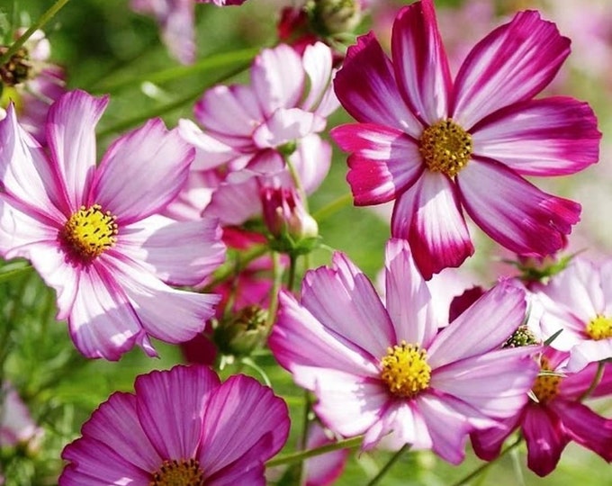Picotee Cosmos bipinnatus Seeds