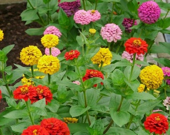 Cut and Come Again Blend Zinnia Seeds