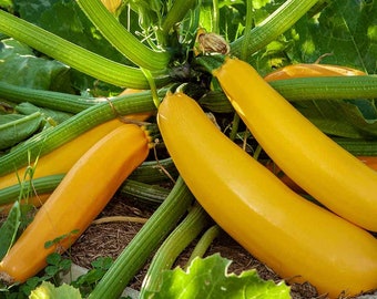 Golden Zucchini Seeds -- Organically Grown, non-GMO, Heirloom, Made in Wisconsin - USA