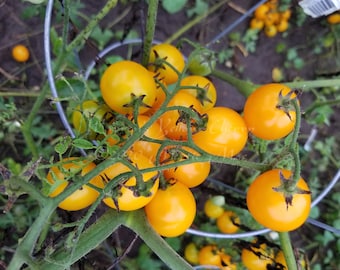 Warren's Yellow Cherry Tomato Seeds -- Organically Grown, non-GMO, Heirloom, Made in Wisconsin - USA
