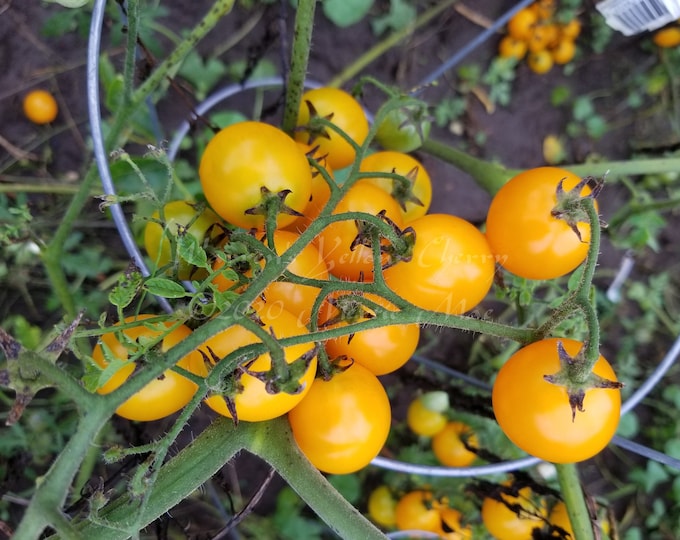 Warren's Yellow Cherry Tomato Seeds -- Organically Grown, non-GMO, Heirloom, Made in Wisconsin - USA