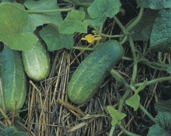 A&C Pickling Cucumber Seeds -- Organically Grown, non-GMO, Heirloom, Made in Wisconsin - USA