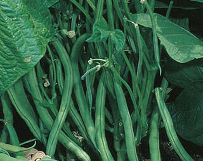 Blue Lake Bush #47 Bean Seed