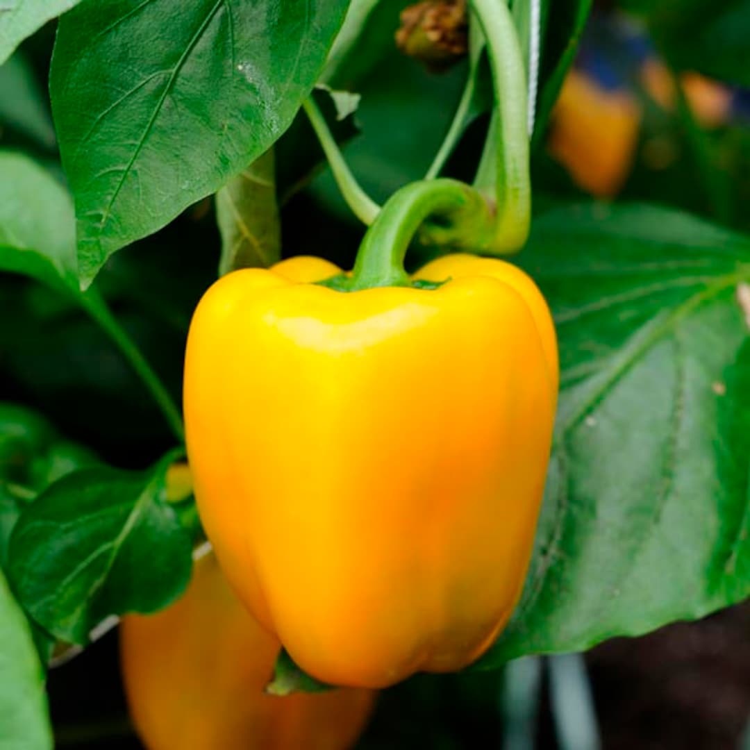 Sunbright Sweet Bell Pepper Seeds Organically Grown, Nongmo, Open