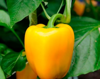 Sunbright Sweet Bell Pepper Seeds -- Organically Grown, non-GMO, Open-Pollinated, Heirloom, Made in Wisconsin - USA