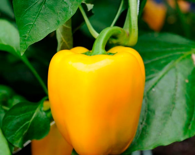Sunbright Sweet Bell Pepper Seeds -- Organically Grown, non-GMO, Open-Pollinated, Heirloom, Made in Wisconsin - USA