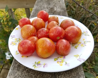 Pink Bumble Bee Tomato Seeds -- Organically Grown, non-GMO, Heirloom, Made in Wisconsin - USA